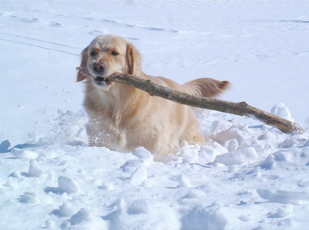 Golden Retriever jigsaw puzzle in Animals puzzles on TheJigsawPuzzles.com