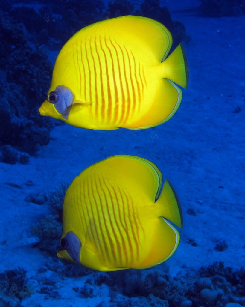 Masked Butterflyfish jigsaw puzzle in Under the Sea puzzles on TheJigsawPuzzles.com