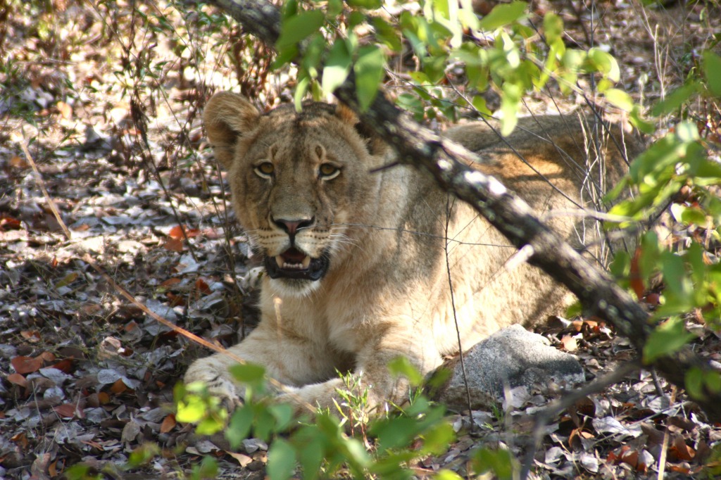 Lioness, South Africa jigsaw puzzle in Animals puzzles on TheJigsawPuzzles.com