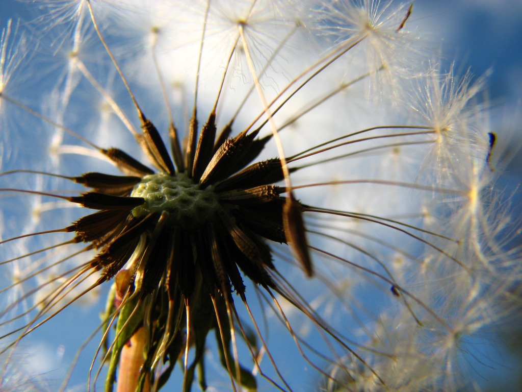 Dandelion's Rainbow jigsaw puzzle in Macro puzzles on TheJigsawPuzzles.com