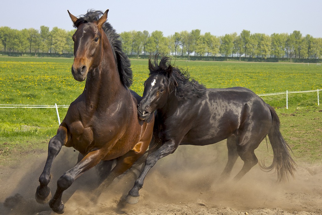 Wild Horses jigsaw puzzle in Animals puzzles on TheJigsawPuzzles.com