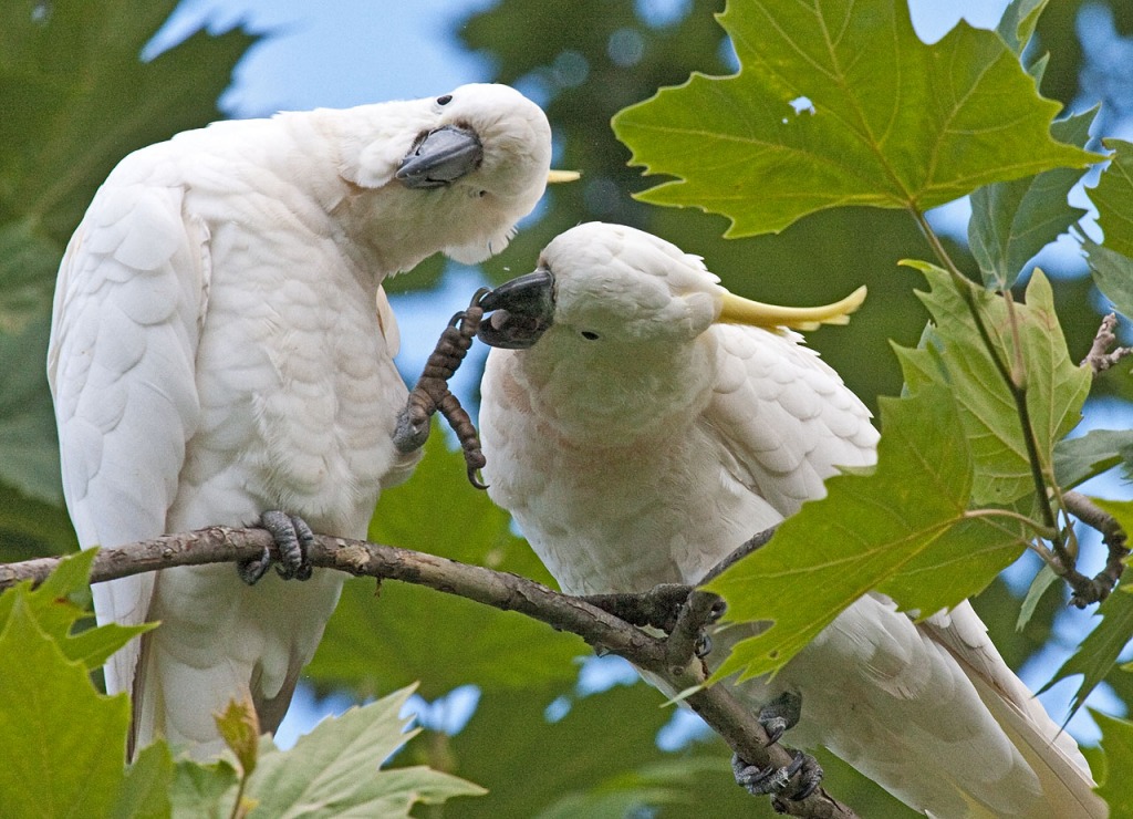 Cockatoos in Suburban Sydney jigsaw puzzle in Animals puzzles on TheJigsawPuzzles.com