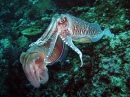 Hooded Cuttlefish