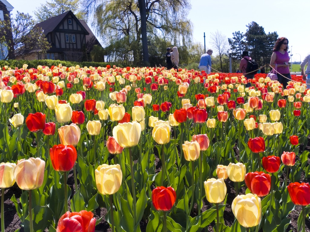 Tulip Festival, Ottawa, Canada jigsaw puzzle in Flowers puzzles on TheJigsawPuzzles.com