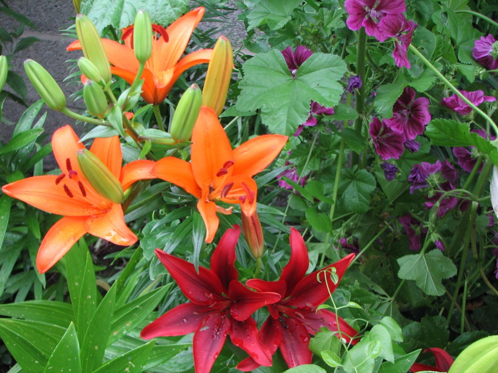 Tiger Lilies in Bloom jigsaw puzzle in Flowers puzzles on TheJigsawPuzzles.com