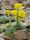 Aeonium Wall Garden