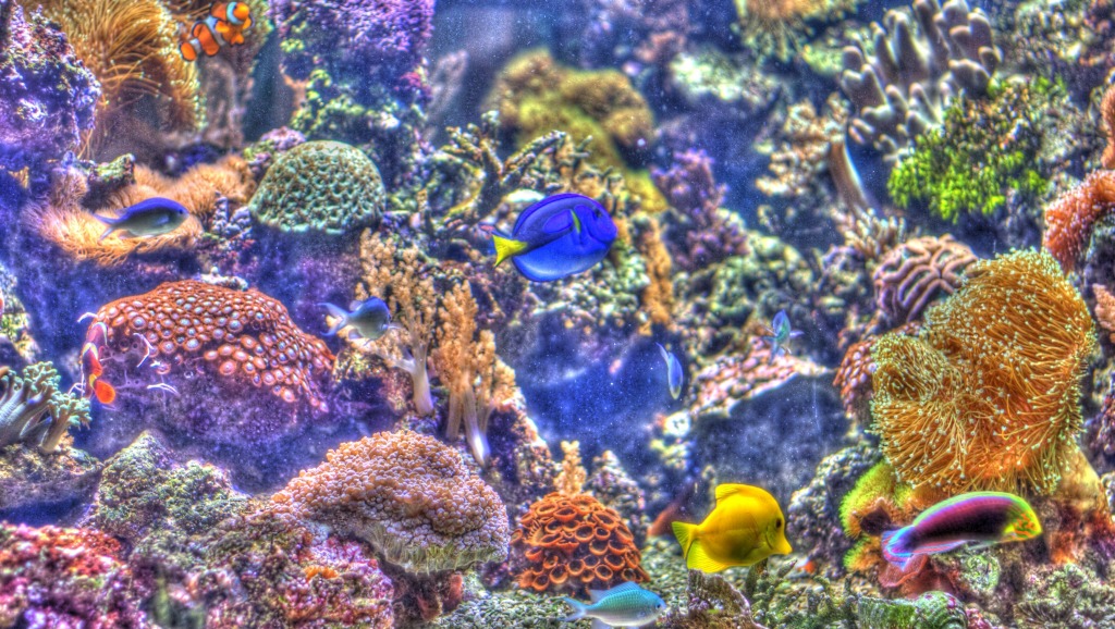 Burst of Color jigsaw puzzle in Under the Sea puzzles on TheJigsawPuzzles.com
