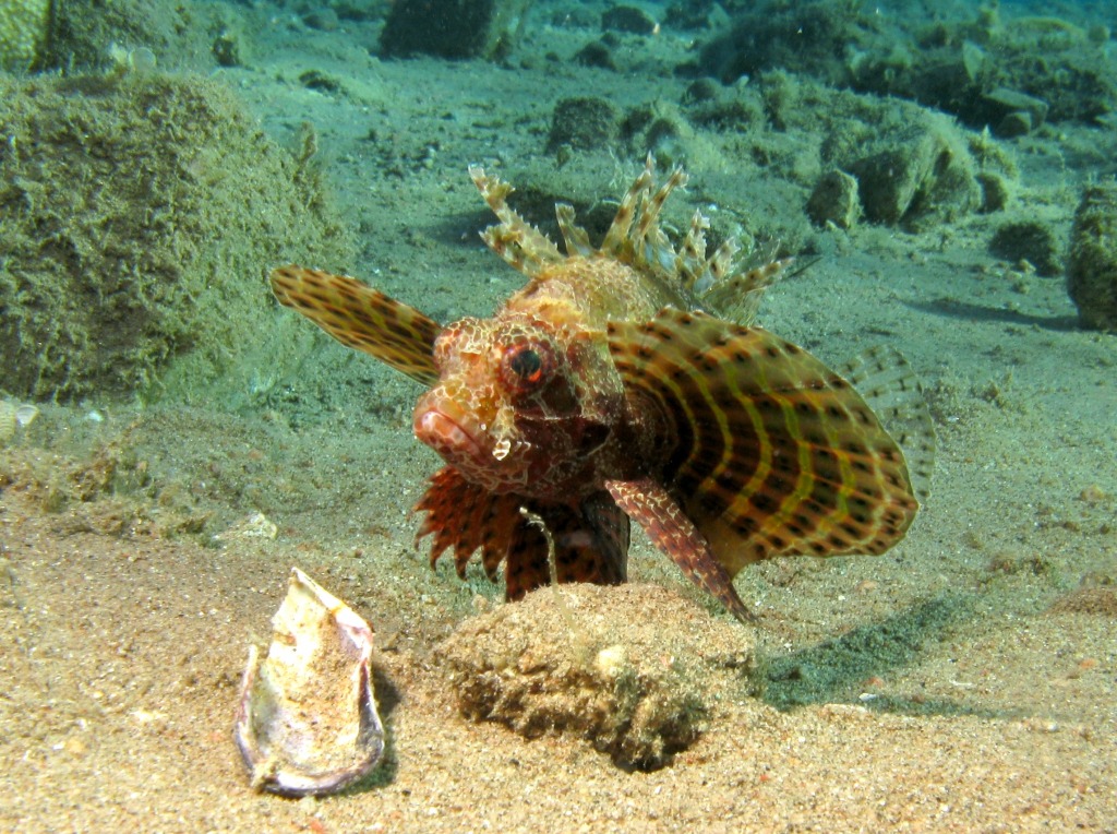 Zebra Dwarf Lionfish jigsaw puzzle in Under the Sea puzzles on TheJigsawPuzzles.com