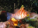 Hawkfish