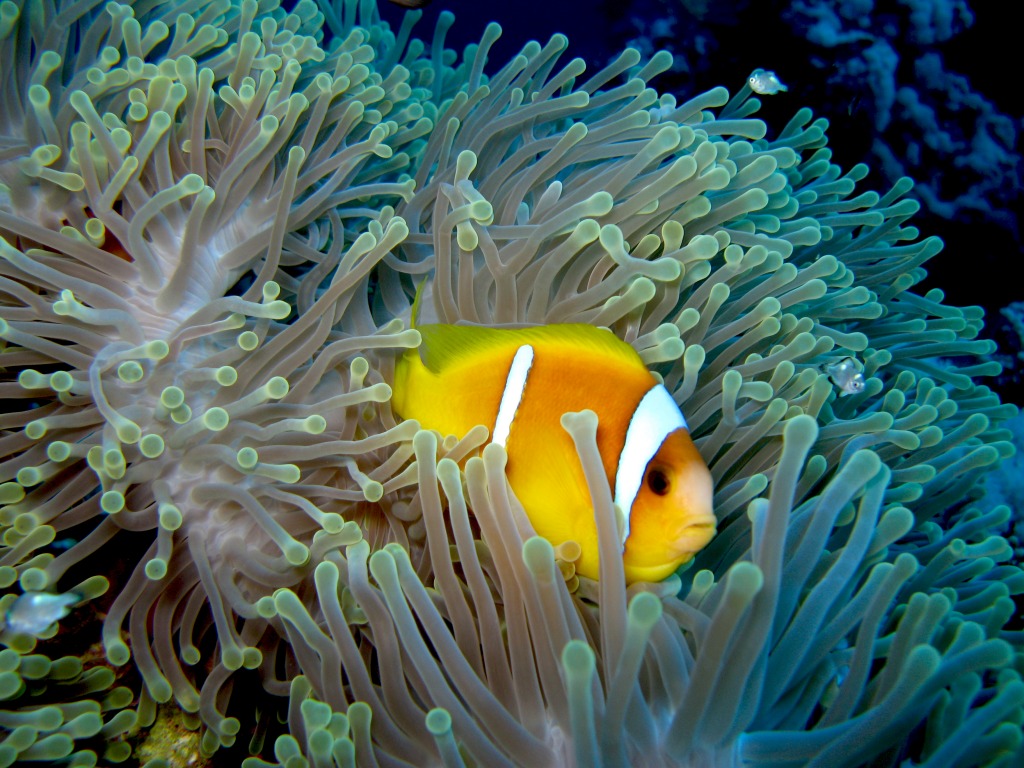 Red Sea Anemonefish in Anemone jigsaw puzzle in Under the Sea puzzles on TheJigsawPuzzles.com