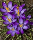 First Crocuses