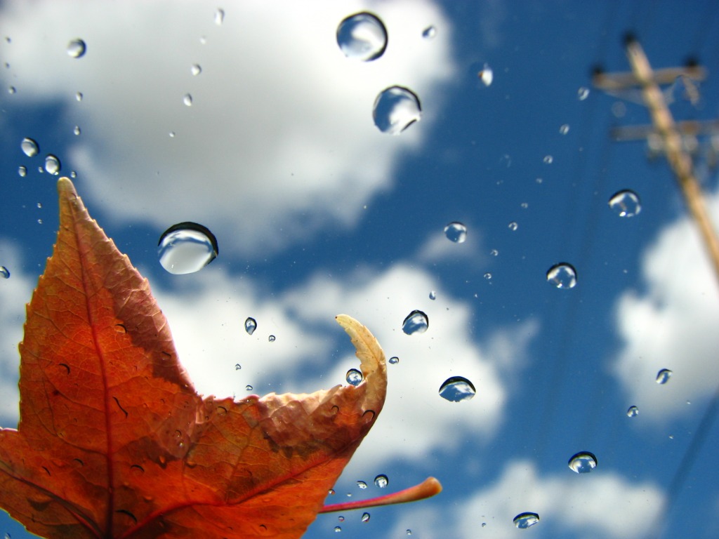 Fall is Here jigsaw puzzle in Macro puzzles on TheJigsawPuzzles.com