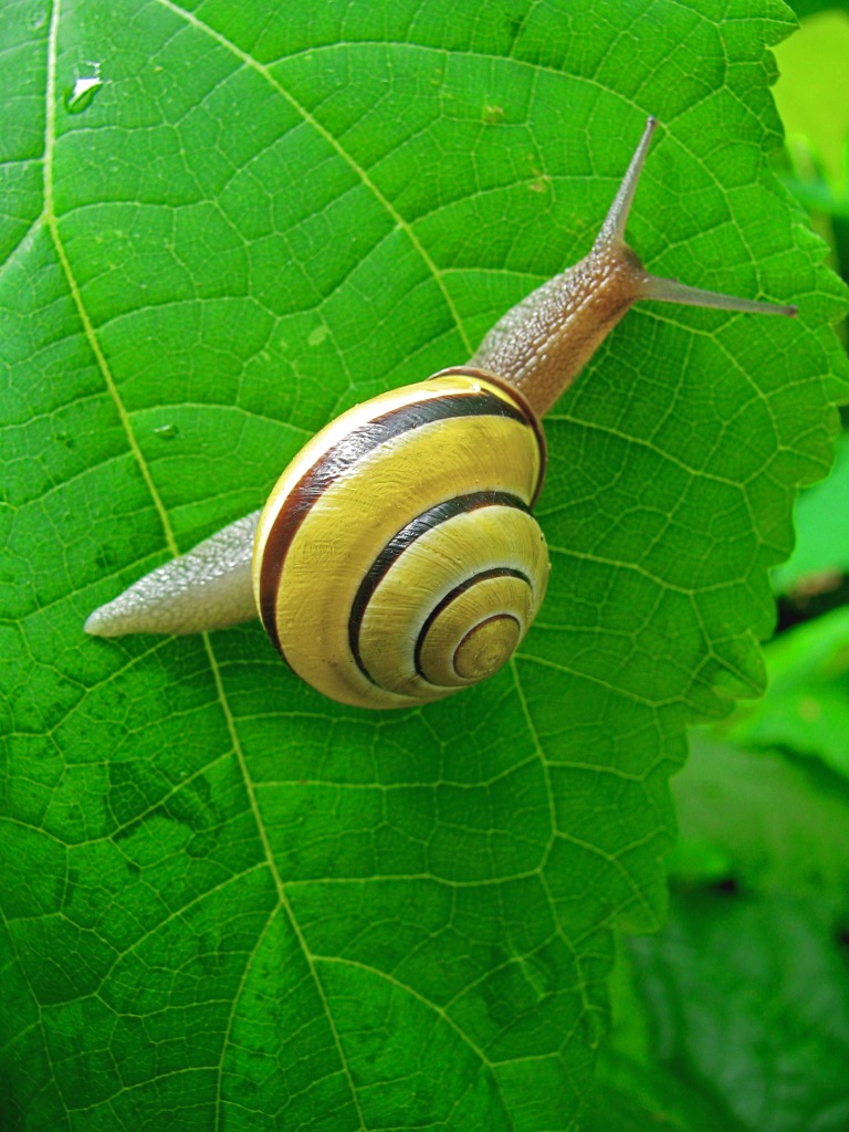 Snail jigsaw puzzle in Macro puzzles on TheJigsawPuzzles.com