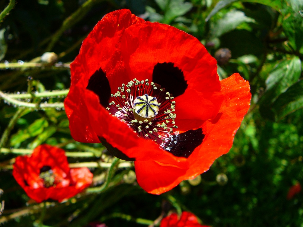 Poppy jigsaw puzzle in Flowers puzzles on TheJigsawPuzzles.com