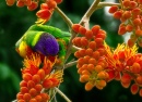 Rainbow Lorikeet