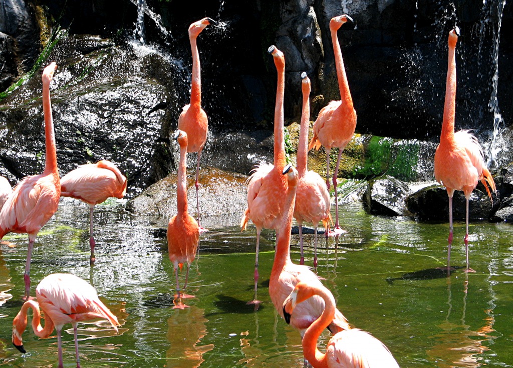 Flamingos jigsaw puzzle in Animals puzzles on TheJigsawPuzzles.com