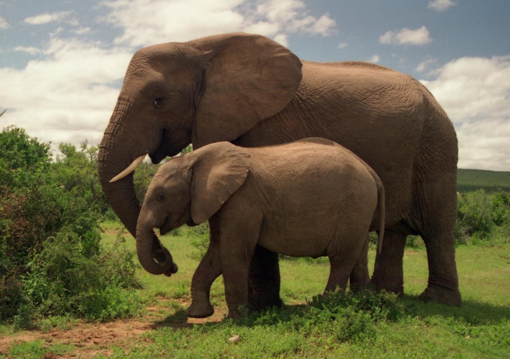 Addo Elephant National Park jigsaw puzzle in Animals puzzles on TheJigsawPuzzles.com