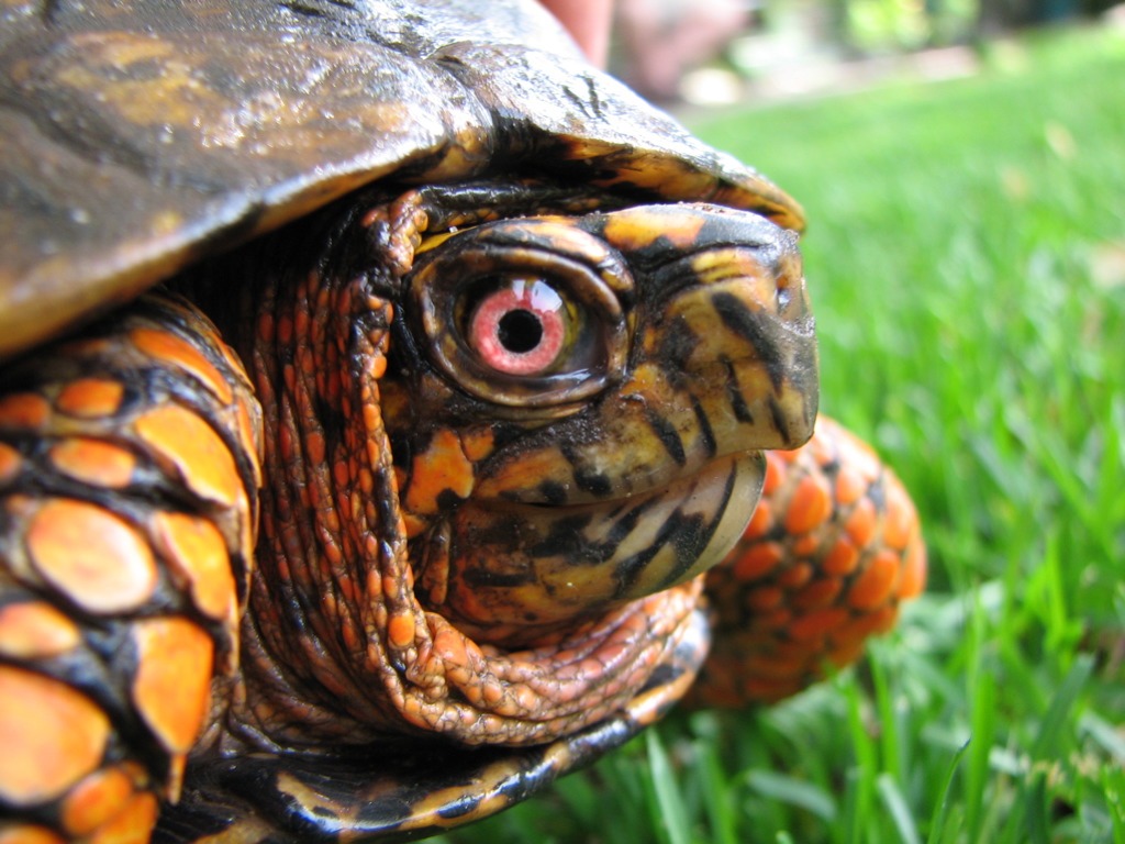 Box Turtle Closeup jigsaw puzzle in Animals puzzles on TheJigsawPuzzles.com