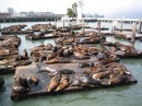 Sea Lions at Fisherman's Wharf