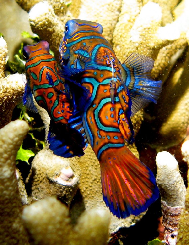 Mandarin Fish jigsaw puzzle in Under the Sea puzzles on TheJigsawPuzzles.com