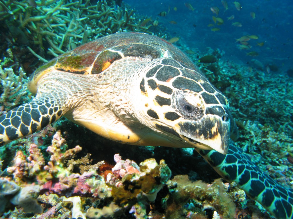 Hawksbill Sea Turtle jigsaw puzzle in Under the Sea puzzles on TheJigsawPuzzles.com