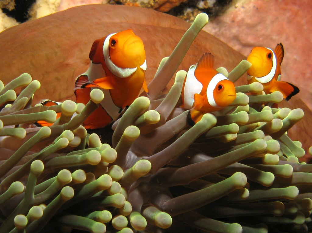 Anemonefish jigsaw puzzle in Under the Sea puzzles on TheJigsawPuzzles.com