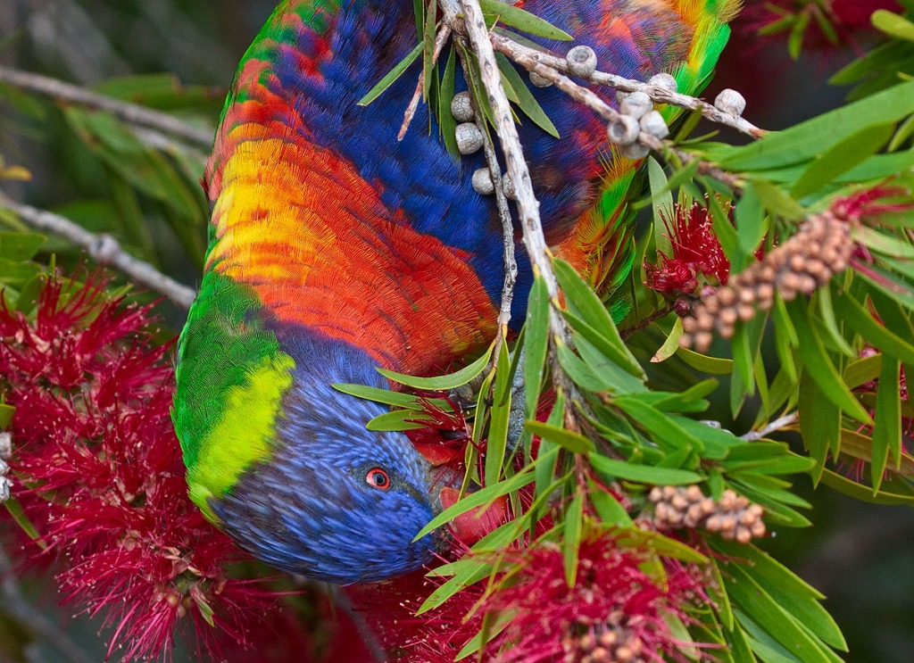 Rainbow Lorikeet at Merimbula, Australia jigsaw puzzle in Animals puzzles on TheJigsawPuzzles.com