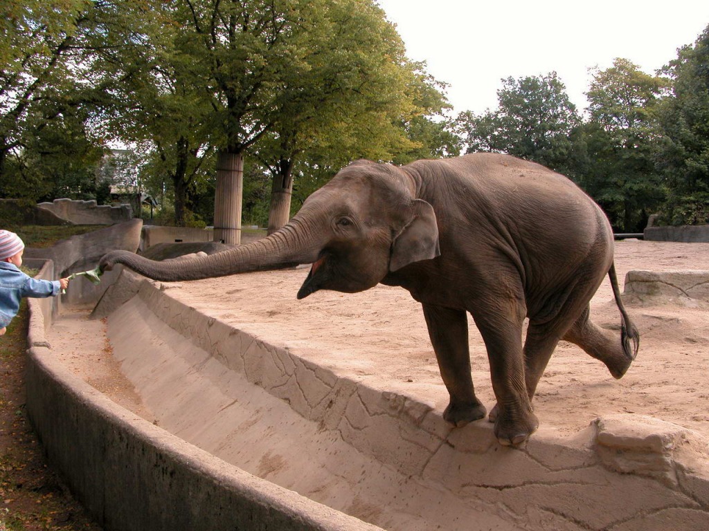 Balancing Elephant jigsaw puzzle in Animals puzzles on TheJigsawPuzzles.com