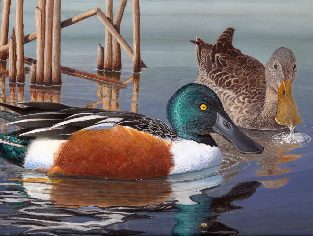 Duck Stamp Art Contest jigsaw puzzle in Animals puzzles on TheJigsawPuzzles.com