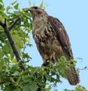 Red-tailed Hawk