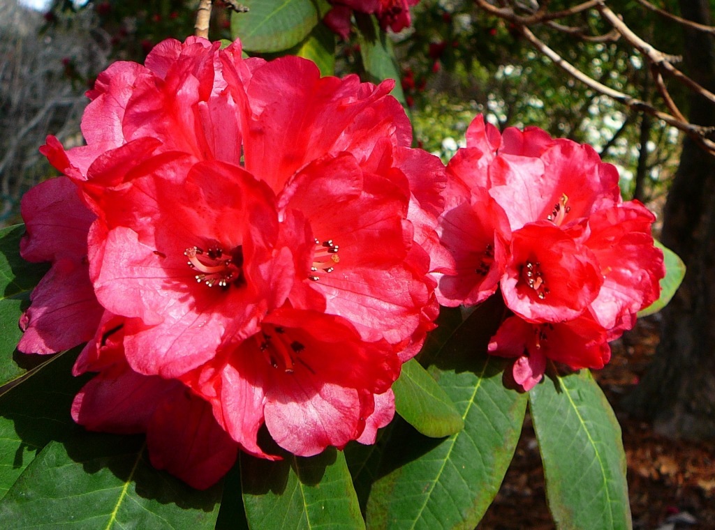 Rhododendron jigsaw puzzle in Flowers puzzles on TheJigsawPuzzles.com