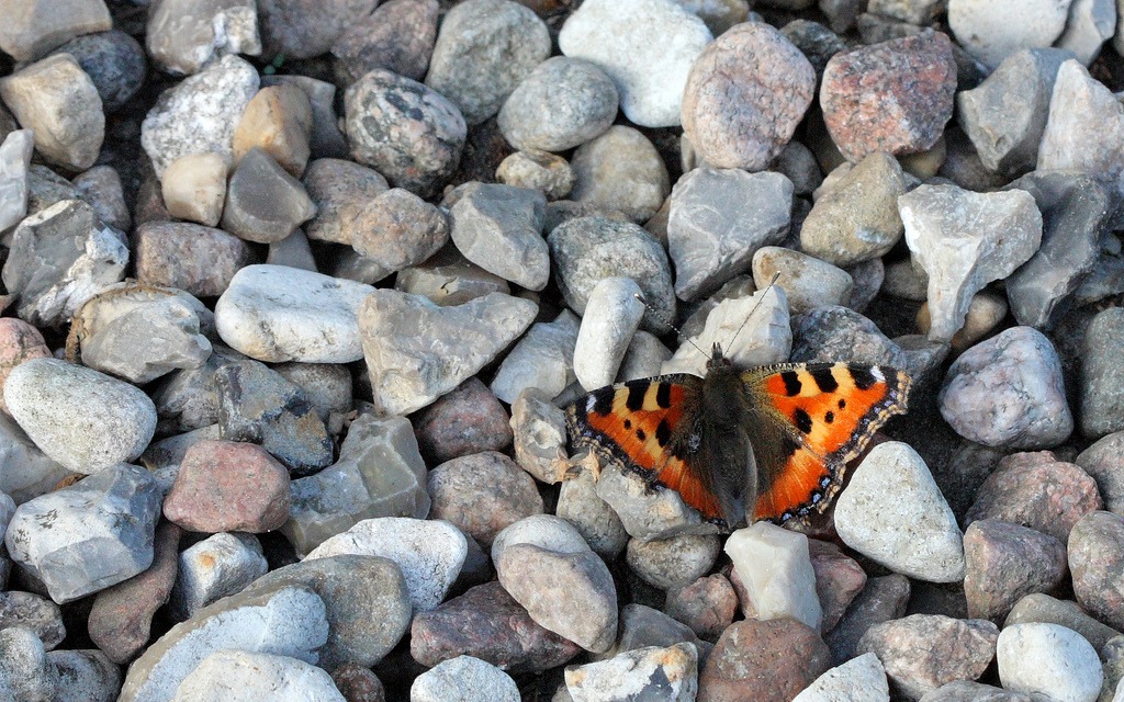 Small Tortoiseshell jigsaw puzzle in Macro puzzles on TheJigsawPuzzles.com