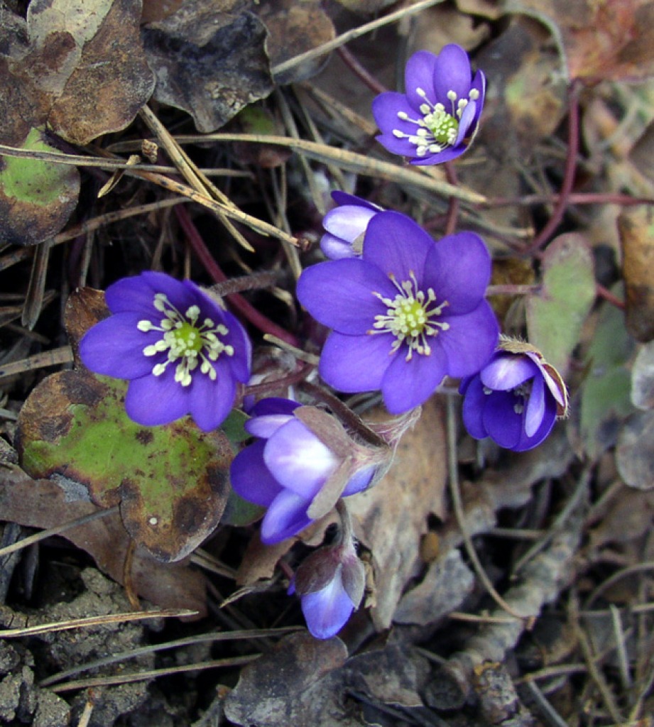 Wild Flowers Already Blooming jigsaw puzzle in Flowers puzzles on TheJigsawPuzzles.com