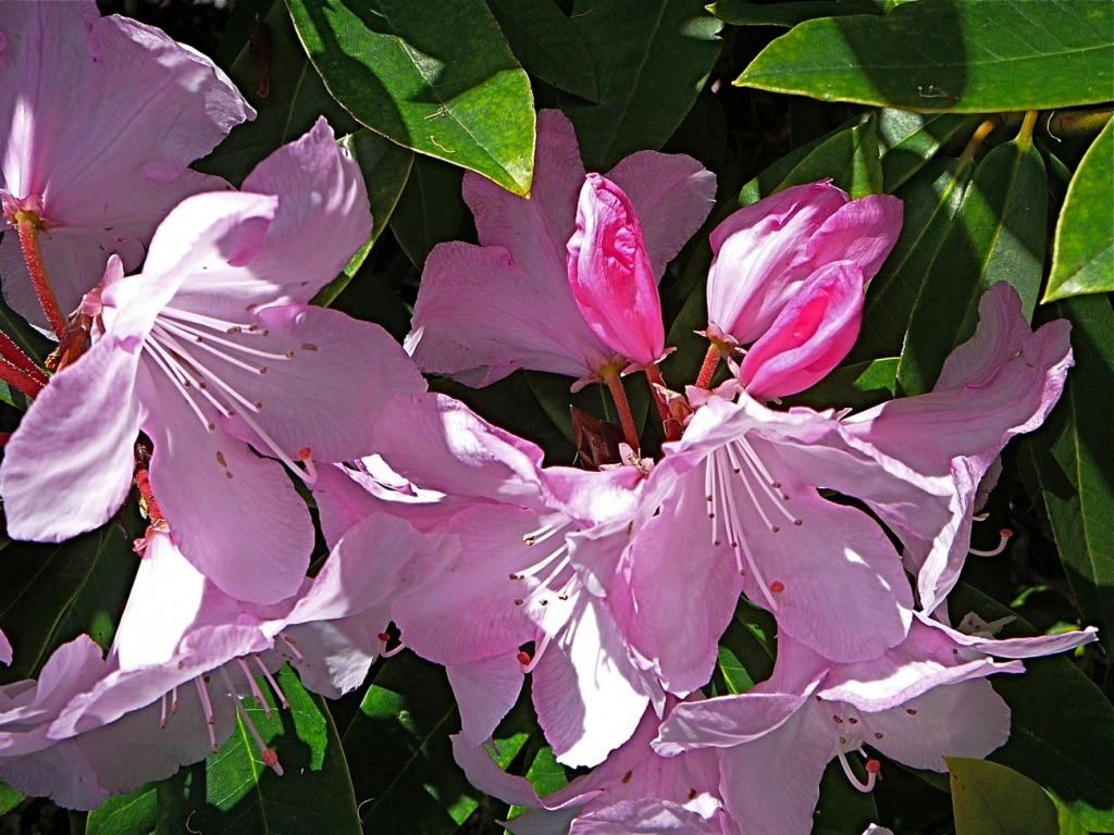 Rhododendron jigsaw puzzle in Flowers puzzles on TheJigsawPuzzles.com