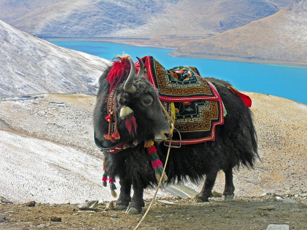 Yak Taking a Break jigsaw puzzle in Animals puzzles on TheJigsawPuzzles.com