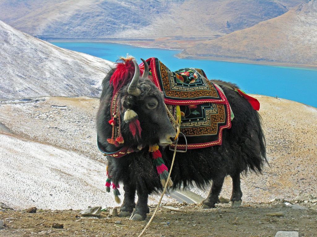 Yak Taking a Break jigsaw puzzle in Animals puzzles on TheJigsawPuzzles.com