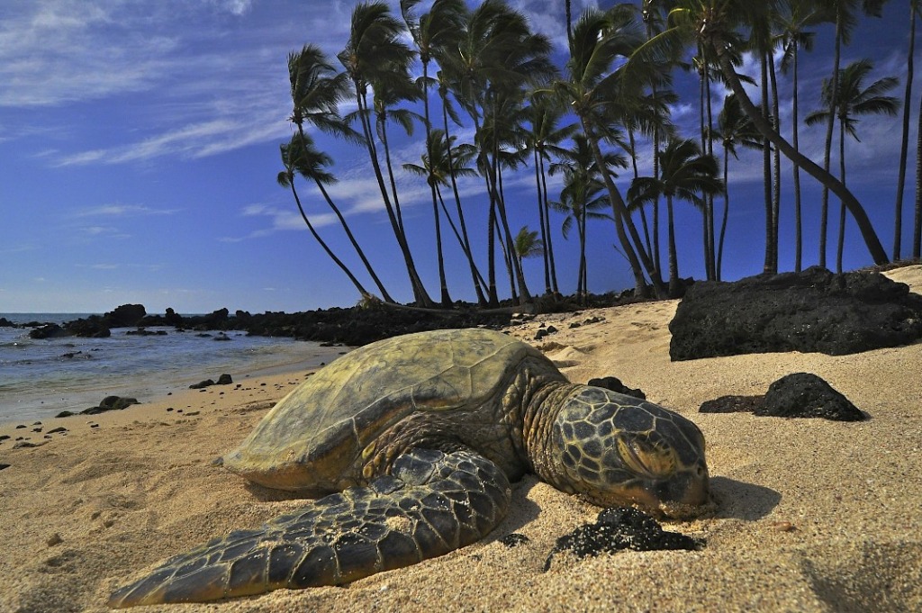 North Kona, Hawaii jigsaw puzzle in Animals puzzles on TheJigsawPuzzles.com