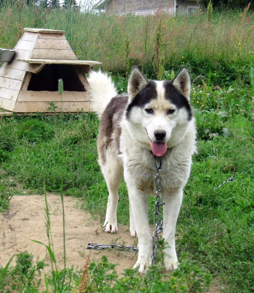 Husky Farm jigsaw puzzle in Animals puzzles on TheJigsawPuzzles.com