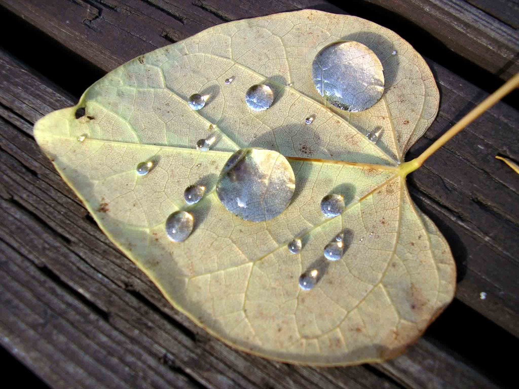 Dew Drops jigsaw puzzle in Macro puzzles on TheJigsawPuzzles.com