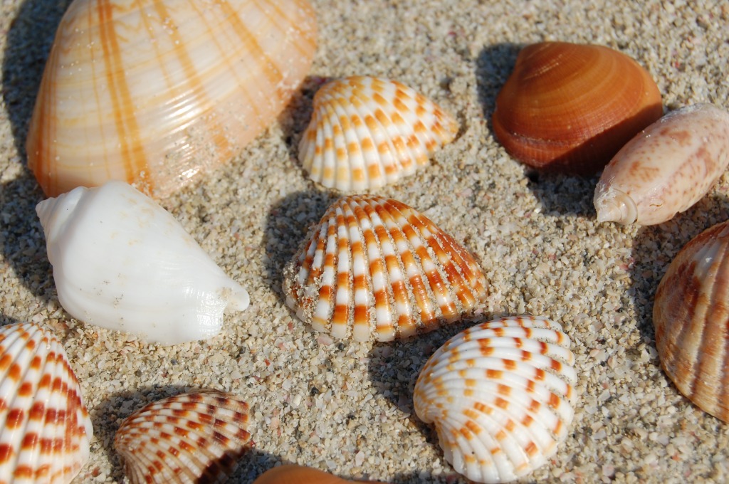 Sea Shells jigsaw puzzle in Macro puzzles on TheJigsawPuzzles.com