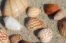 Sea Shells