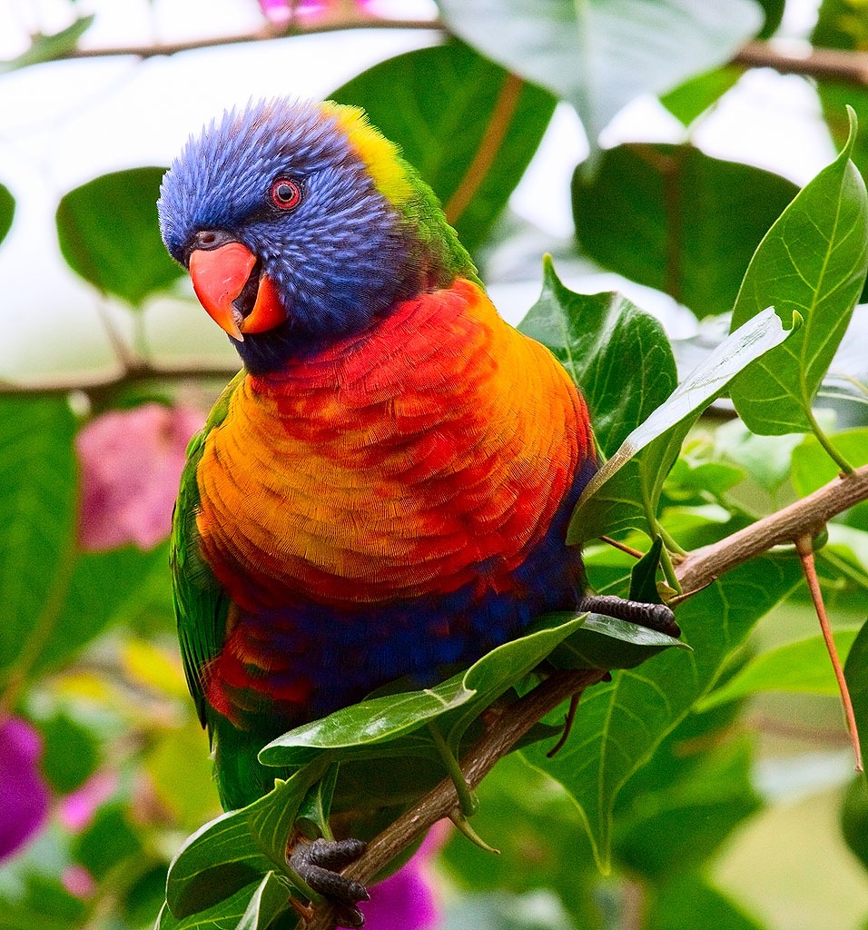 Rainbow Lorikeet jigsaw puzzle in Puzzle of the Day puzzles on TheJigsawPuzzles.com