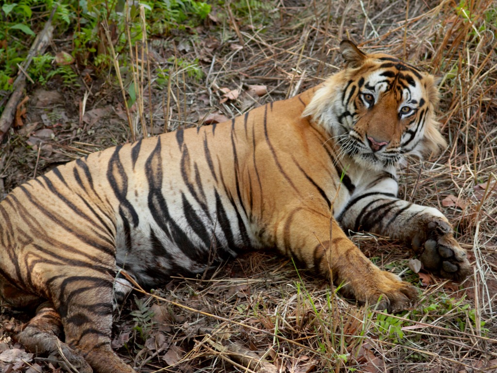 Bengal Tiger jigsaw puzzle in Animals puzzles on TheJigsawPuzzles.com