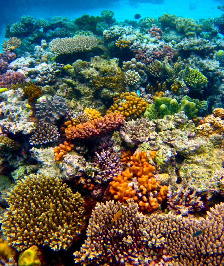 The Great Barrier Reef jigsaw puzzle in Under the Sea puzzles on TheJigsawPuzzles.com