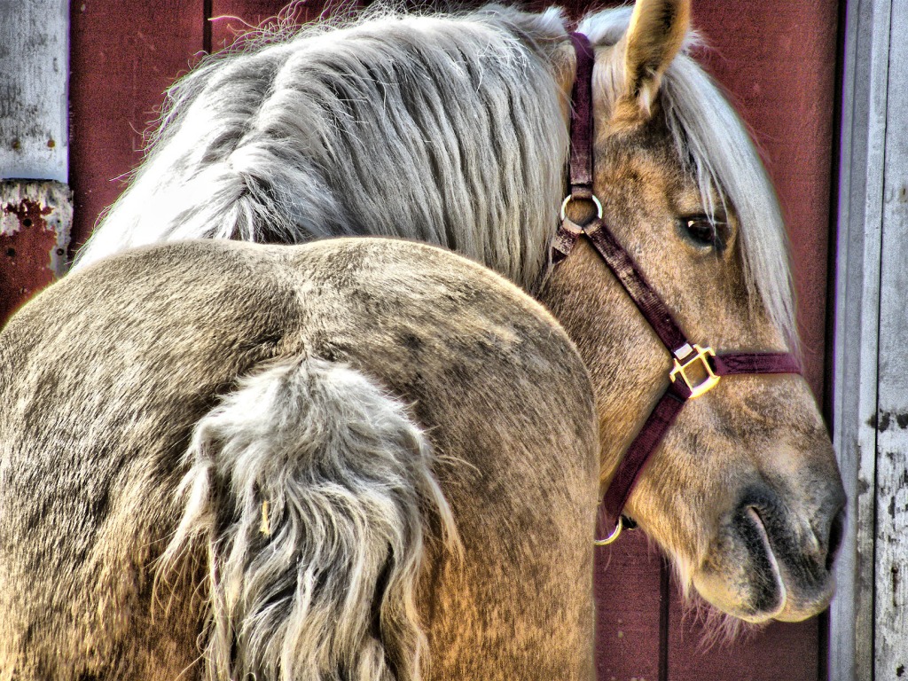 Horse at Cosley Animal Park jigsaw puzzle in Animals puzzles on TheJigsawPuzzles.com