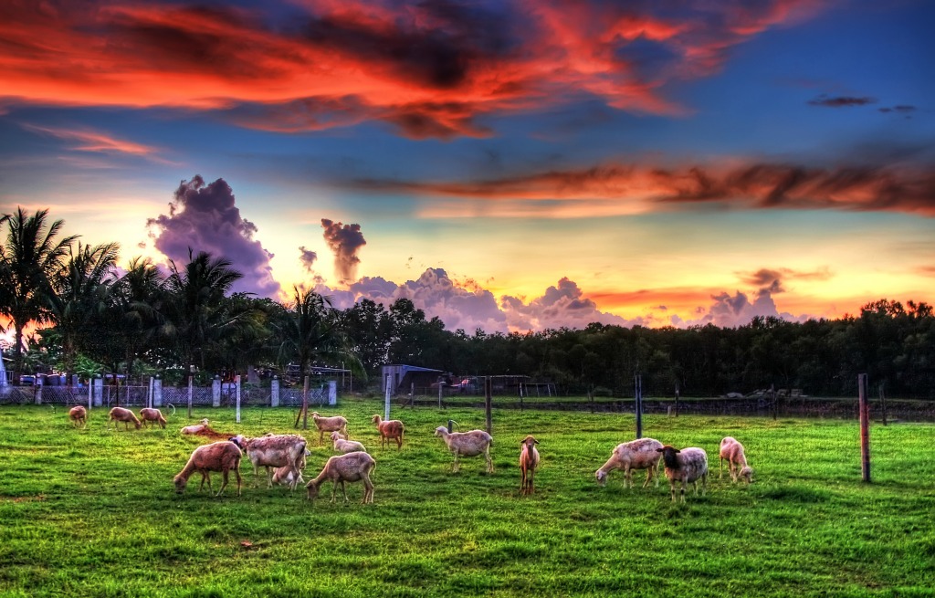 Lambs and Sunset jigsaw puzzle in Great Sightings puzzles on TheJigsawPuzzles.com
