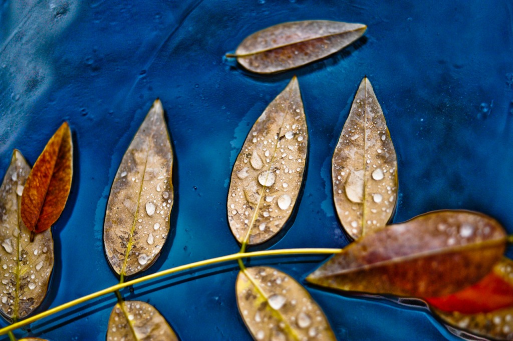 Autumn Leaves jigsaw puzzle in Macro puzzles on TheJigsawPuzzles.com