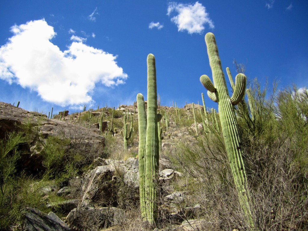 Sabino Canyon jigsaw puzzle in Great Sightings puzzles on TheJigsawPuzzles.com