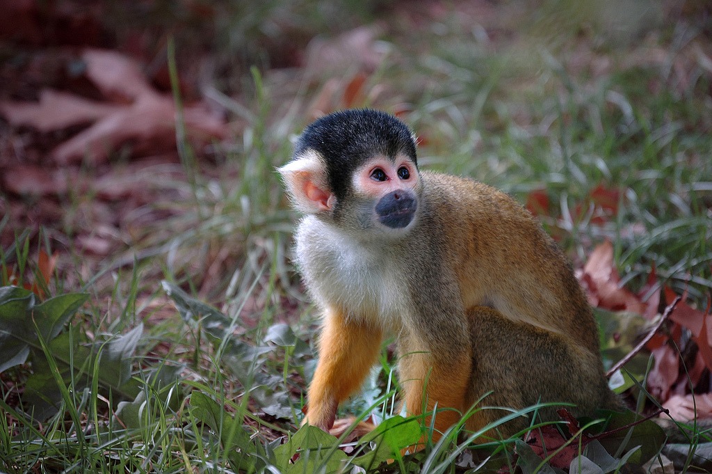 Squirrel Monkey jigsaw puzzle in Animals puzzles on TheJigsawPuzzles.com