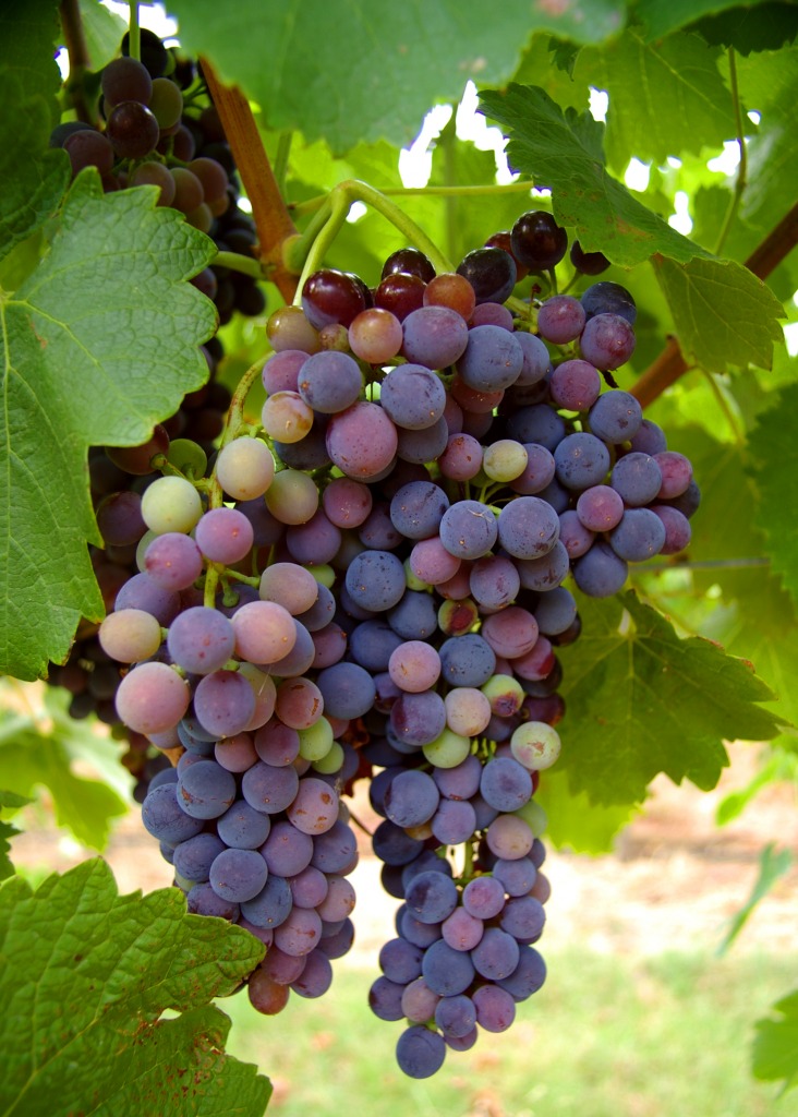 Wine Grapes jigsaw puzzle in Fruits & Veggies puzzles on TheJigsawPuzzles.com